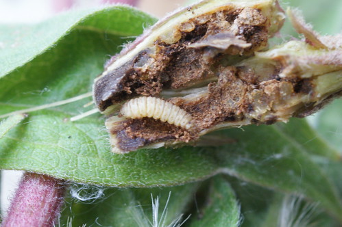 Adaina microdactyla - larva in Hemp-agrimony stem