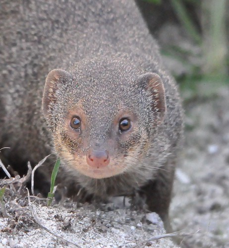 Mongoose, antigua by franbanks1 ( Now run out of rum :( )