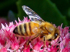 Bees And Other Insects