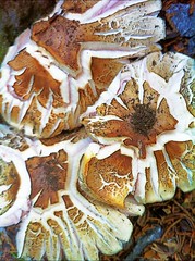 Mushroom - image 315 by dennisar