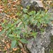 Capachito (Calceolaria sp.)