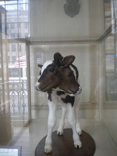 Two-headed calf, Old Connecticut State House museum