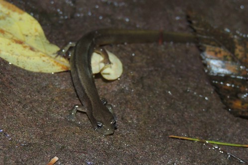2-Lined Salamander