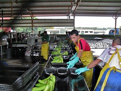 Del Monte banana packing plant 2