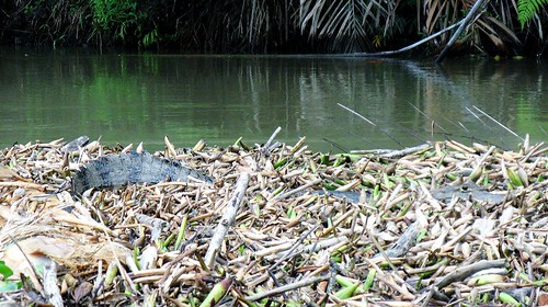 Caiman in the reeds