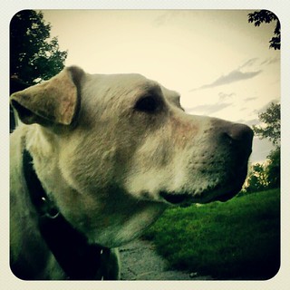 Love my big boy! #dogs #profile #dogsofinstagram #dogstagram #instadog #summer #driveway #petstagram