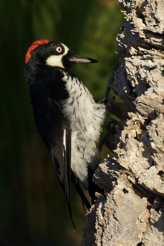 Acorn Woodpecker by Mike's Birds
