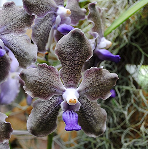 Purple curly edged Vanda orchid curls its way into your heart! by jungle mama