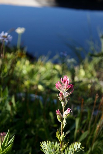 Subalpine Wildflowers