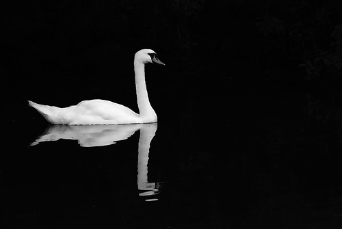 無料写真素材|動物|白鳥・ハクチョウ|モノクロ