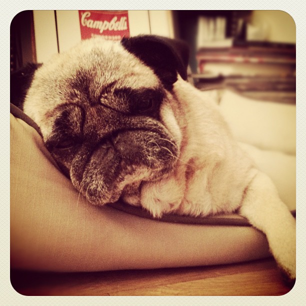 Napping... #bebop #pug #puglife