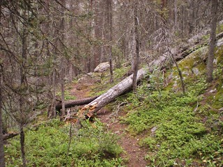Ruby Creek Trail Downed Trees