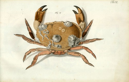 003-Â Versuch einer Naturgeschichte der Krabben und Krebse- 1790- Johann Friedrich Wilhelm Herbst- Humboldt University