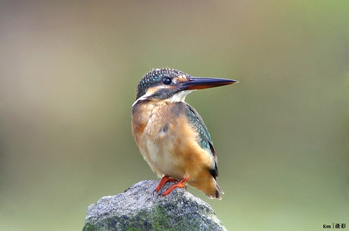 (Explored) Common Kingfisher on the rock by kengoh8888