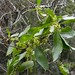 Maitén (Maytenus boaria)