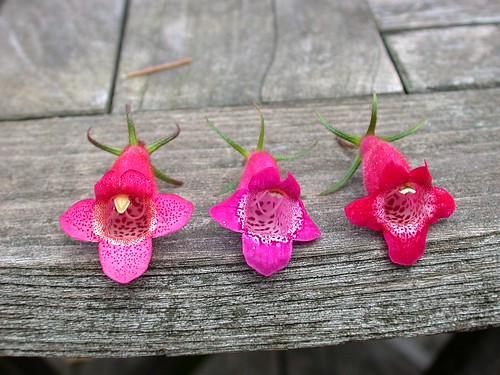 Seemannia hybrids