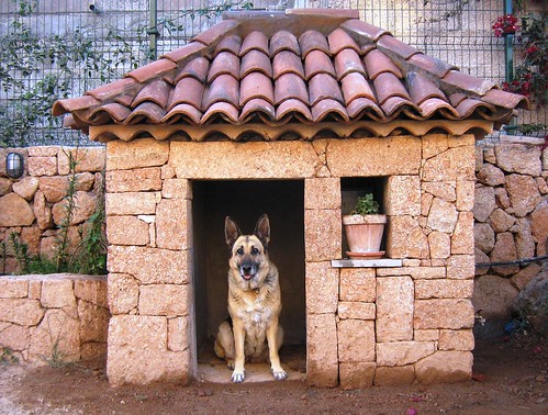 German Shepherd at home - Perla