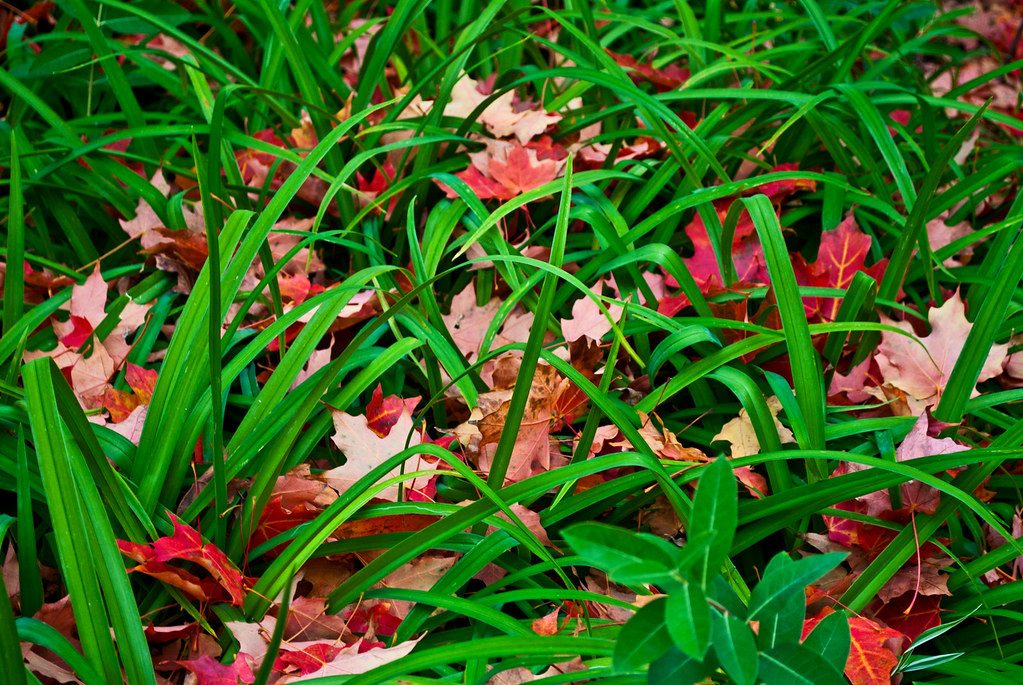 Autumn Grass