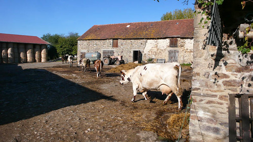 Cows in the courtyard