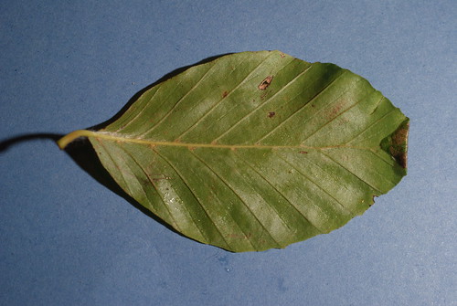 Parornix fagivora -  leaf fold (3)