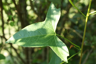 Hedge Bindweed leaf
