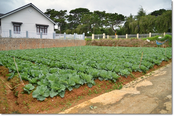 Vegetable Plantation