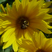 20120916_0053 Helianthus maximiliani and bumblebee posted by chipmunk_1 to Flickr