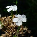 20120916 Dianthus barbatus posted by chipmunk_1 to Flickr