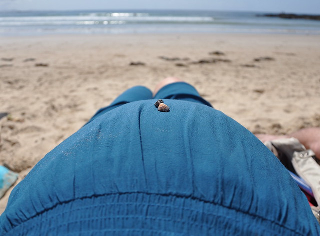 Beach Belly
