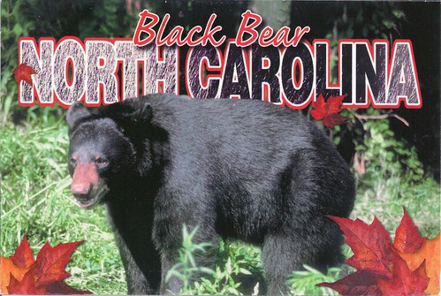 North Carolina Black Bear