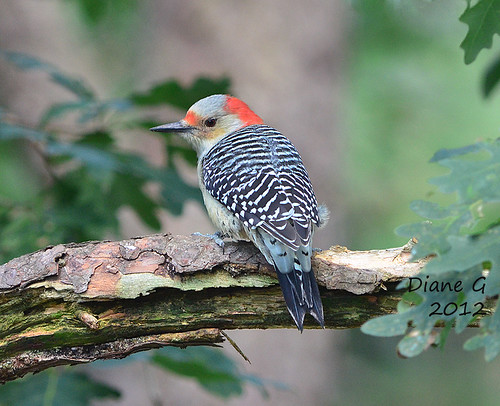 Red-bellied Woodpecker  11