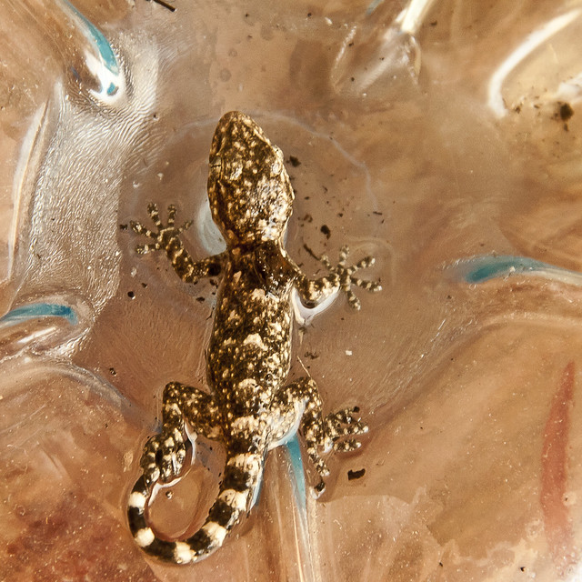 salamanquesa (gecko)