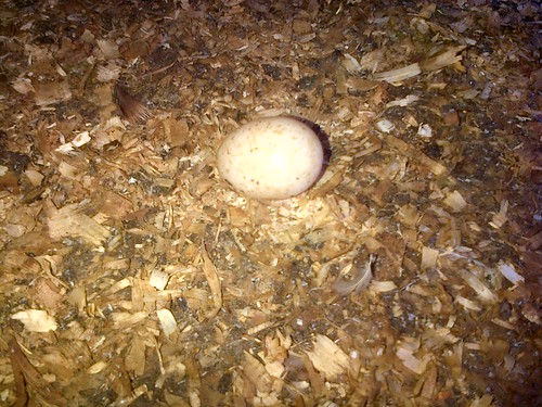 duck egg Oct 12