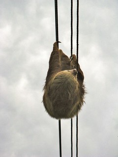 Sloth on wire, close up