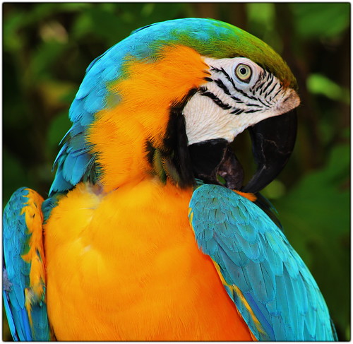 Beautiful Bird - B&G Macaw by QuakerVille