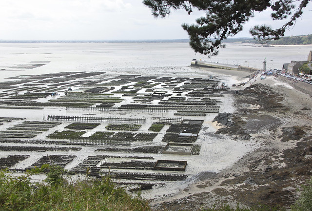Oyster beds - Cancale