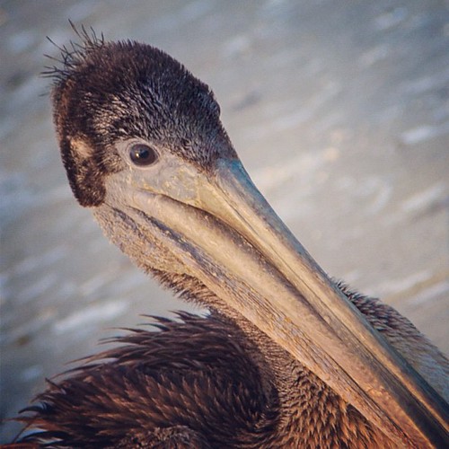 Pelican by khenney