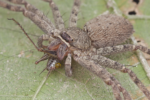 IMG_0780 copy huntsman spider eating a cricket