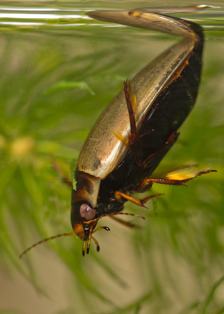 Colymbetes fuscus diving beetle 5 edited