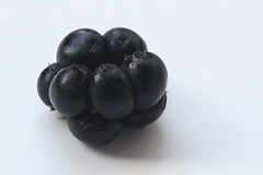 Autumn Blackberries by Cobra_11