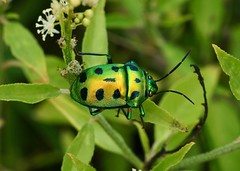 Hemiptera --Bugs