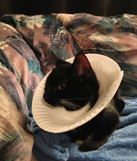 Homemade Lampshade Cat Collar