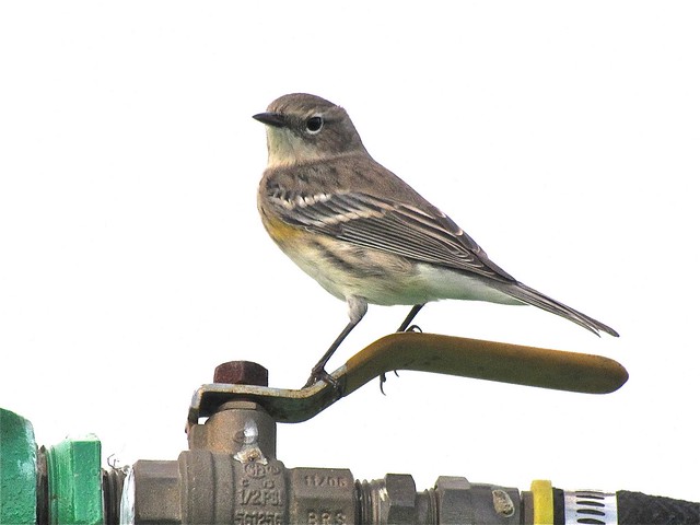 Yellow-rumped Warbler at Gridley Wastewater Treatment Ponds 12