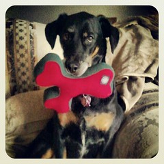 Lola's got her #planetdog #wishbone  Stay tuned to the blog for #review  #dogs #dobermanmix #dobiemix #adoptdontshop #rescue #dogstagram #dogtoy