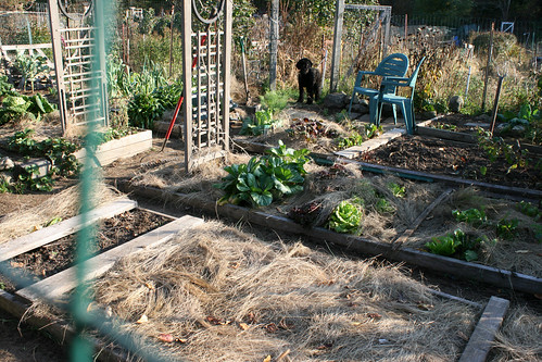 october vegetable garden plot 015