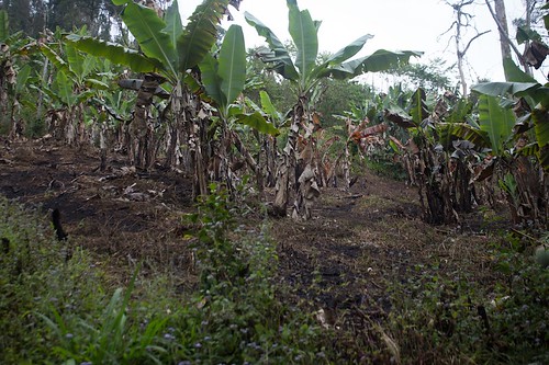 Madagascar -secondary forest, and forest after/during slash and burn