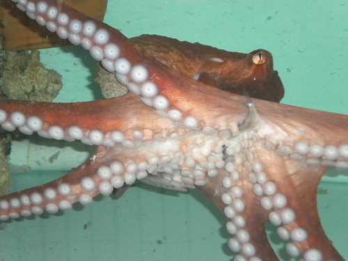 An active octopus busily moves around in her tank, with a dead fish cleverly kept hanging out of her mouth for later.