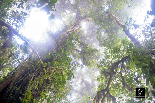 Cloud Forest by sachinvijayan