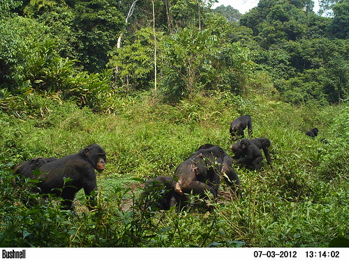 12 bonobos in the clearing