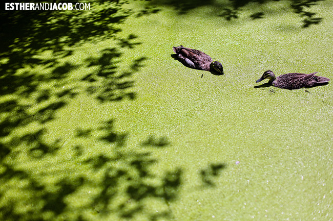 Ducks swimming in duck weed at Willowbank Wildlife Reserve New Zealand Animals | A Guide to South Island New Zealand